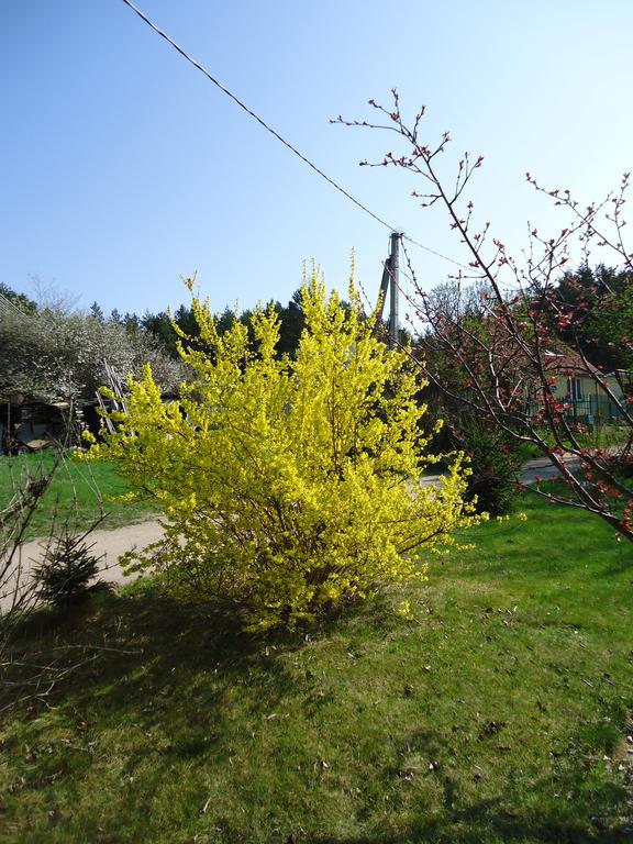 Homestay Roja Вильнюс Экстерьер фото